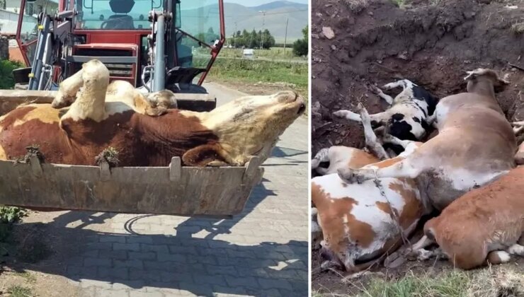 Ardahan’ın sessiz çığlığı! Ölen hayvan sayısı korkunç boyutlara ulaştı