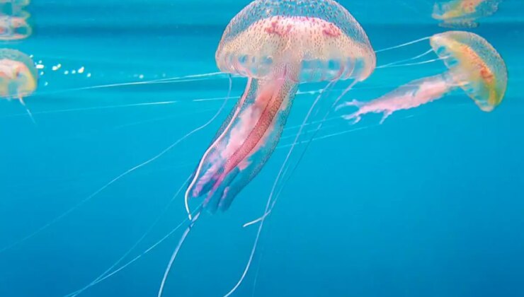 Fransa’da nükleer denizanası alarmı! Üretim tamamen durdu