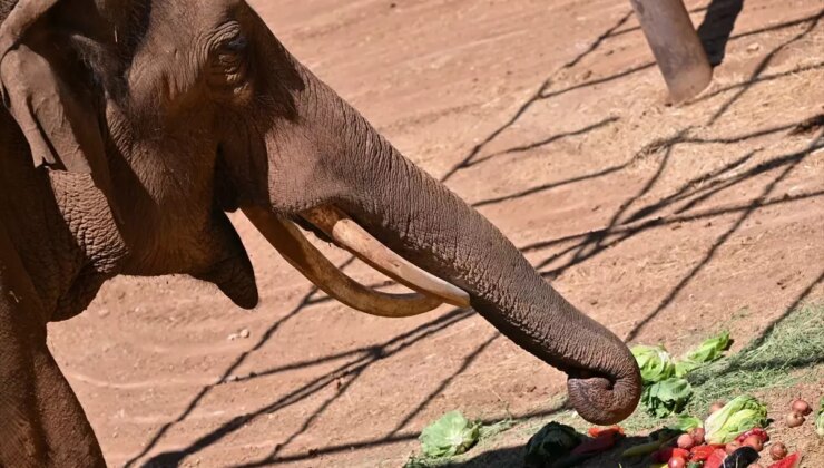 Gaziantep’te Dünya Fil Günü Kutlandı: Tüp Bebek Fili Gabi’ye Özel Menü Hazırlandı