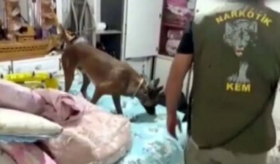 Gaziantep’te Uyuşturucu Operasyonu: 7 Kilo Skunk Ele Geçirildi