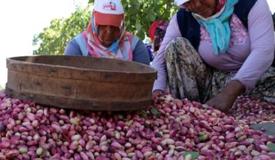 Gaziantep’te Antep Fıstığı Hasadı ve Rekoltede Büyük Düşüş
