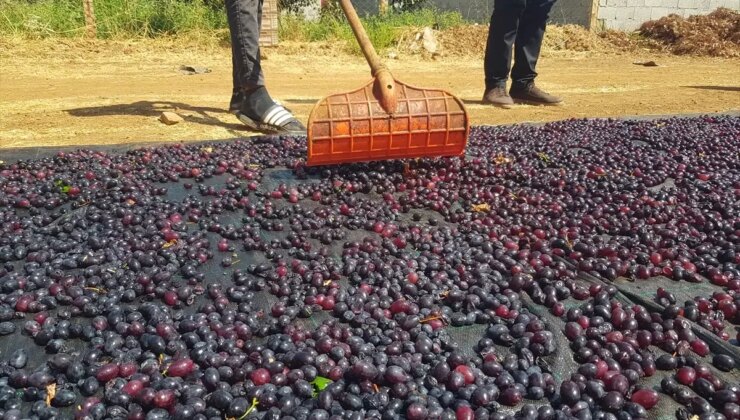 Gaziantep’te Yöresel Üzümlerin Kurutulmasına Başlandı