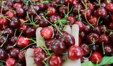 Tokat’ın özel kirazı ürün vermedi, 5 milyon dolarlık kayıp yaşandı: Bir kilo bile ürün alamadık