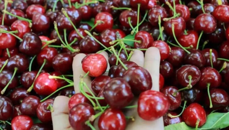 Tokat’ın özel kirazı ürün vermedi, 5 milyon dolarlık kayıp yaşandı: Bir kilo bile ürün alamadık
