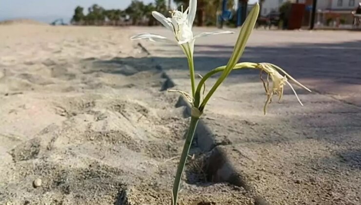 Yıllar sonra açan ‘kum zambağı’ koruma altına alındı