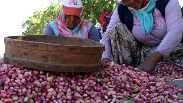 Zirai don ve kuraklık fıstık rekoltesini düşürdü