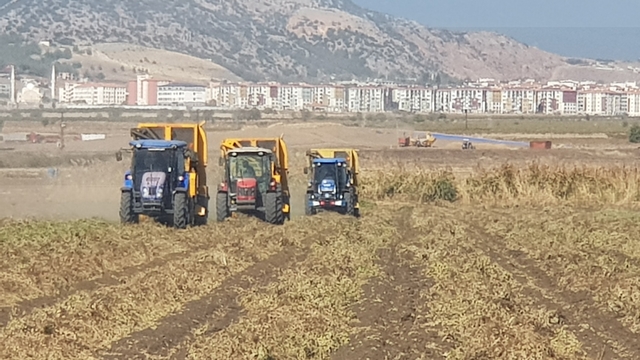 Gaziantep’te yerfıstığı hasadı başladı