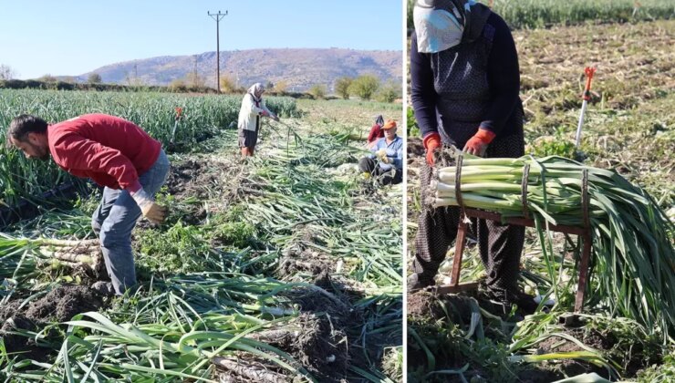 İşçiler Adana’ya akın etti, yüzlerce dönümde hasat başladı