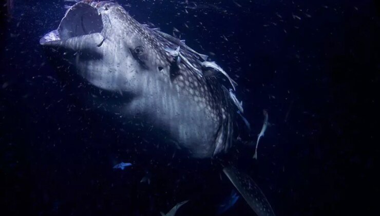 Dünyanın en büyük deniz yılanı! Boyu 12 metreden uzun, köpek balıklarıyla besleniyor