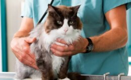 Dikkat çeken araştırma! Kediler, insanlarda kanser tedavisi için yeni ipuçları sunabilir