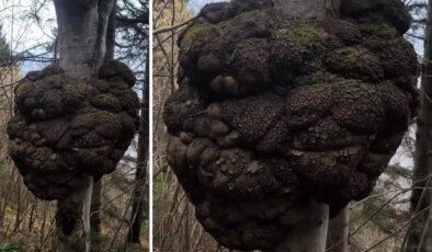 Ormanda avlanırken tesadüfen buldu! Altın değerinde