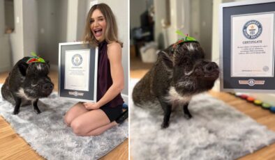 Adını dünya rekorlarına yazdıran domuz: Merlin