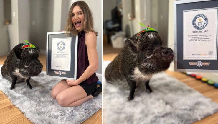 Adını dünya rekorlarına yazdıran domuz: Merlin