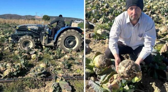 Pazarda 70 lira ama yüz binlercesi tarlada çürüdü! Üreticilerden çağrı var
