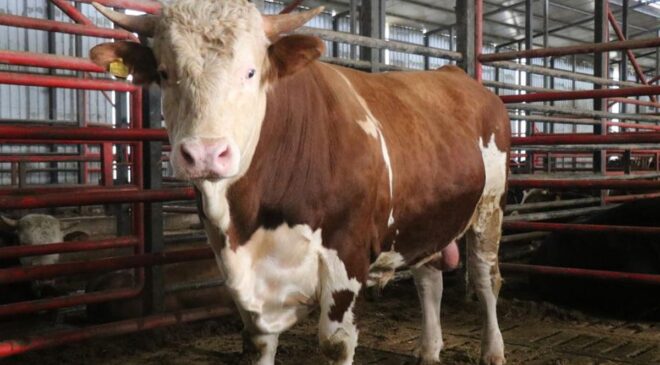 1,5 tonluk dev tosun Kurban için hazır! İşte istenen fiyat