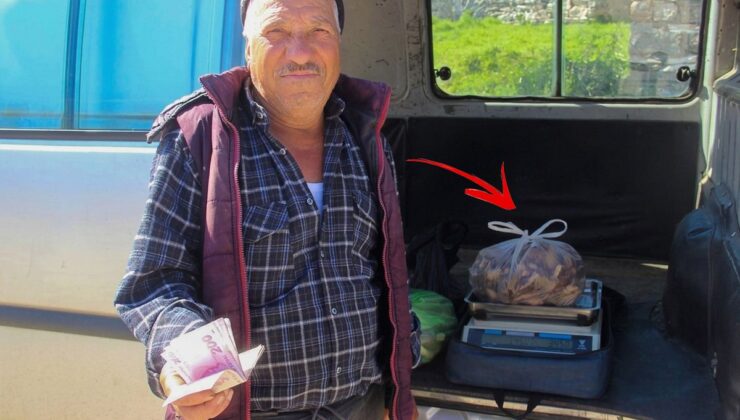 Kazdağları’nın eteklerinden toplayıp kilosunu 1000 TL’ye satıyorlar