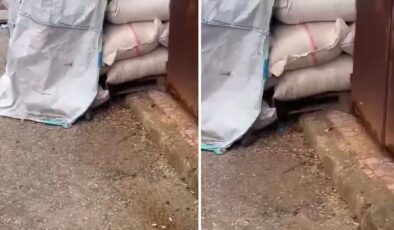 Kuruyemişlerin üzerinde fareler cirit attı