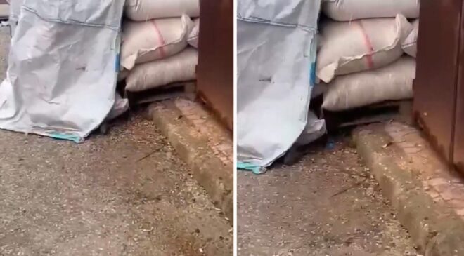 Kuruyemişlerin üzerinde fareler cirit attı