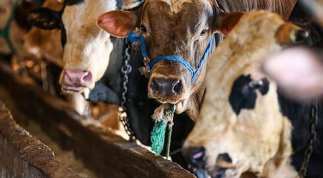 Vekaletle kurban kesim bedelleri belirlendi