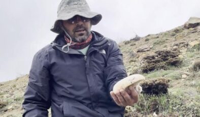 2 bin rakımda yetişen çaşır mantarı altınla yarışıyor