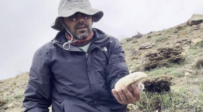 2 bin rakımda yetişen çaşır mantarı altınla yarışıyor