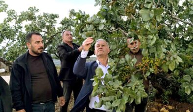 Altun, dolu yağışlarının ardından fıstık bahçelerini gezdi