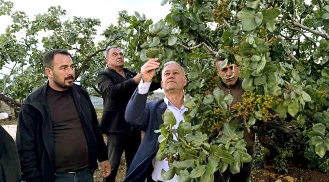 Altun, dolu yağışlarının ardından fıstık bahçelerini gezdi