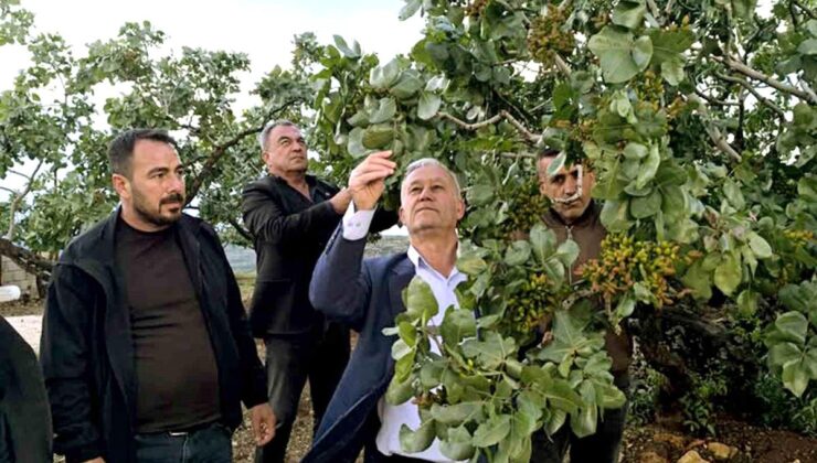Altun, dolu yağışlarının ardından fıstık bahçelerini gezdi