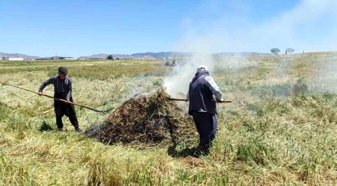 Araban Ovası’nda firik ütümü sezonu başladı