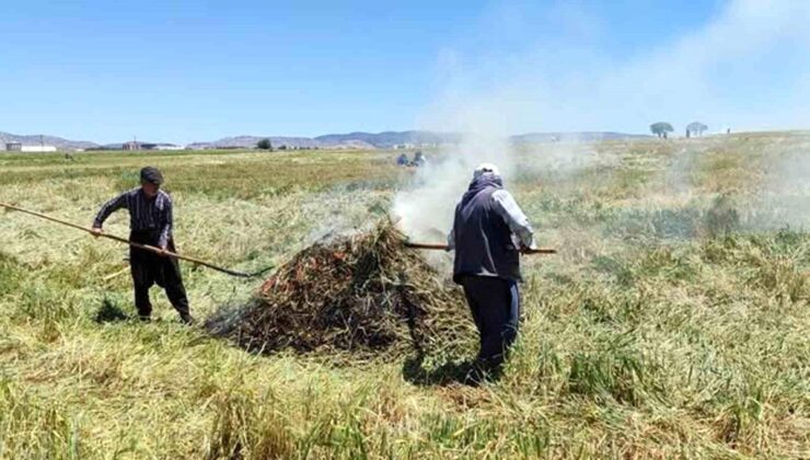 Araban Ovası’nda firik ütümü sezonu başladı