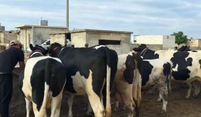Duyanlar inanamıyor: Burada kurbanlık düve ve tosunlar 45 bin liraya satılıyor