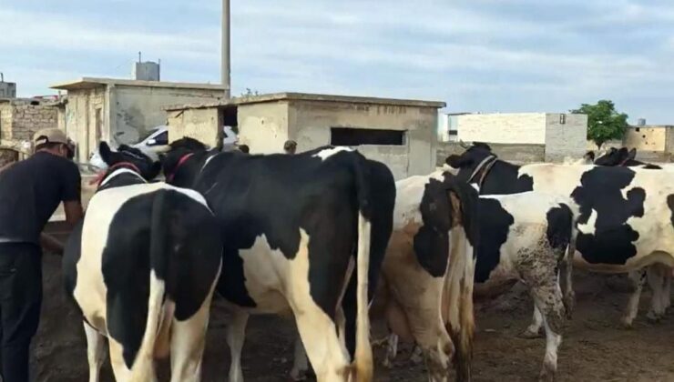Duyanlar inanamıyor: Burada kurbanlık düve ve tosunlar 45 bin liraya satılıyor