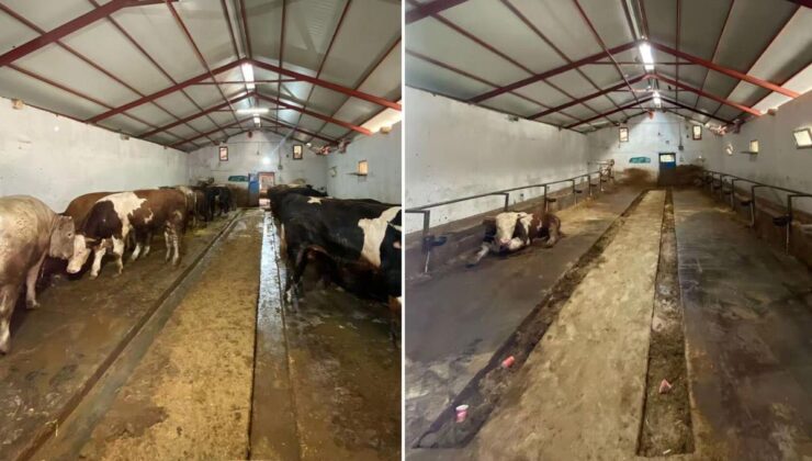 Rakam inanılmaz! İşte bütün kurbanlıklarını satan besicinin 1 yılda kazandığı para