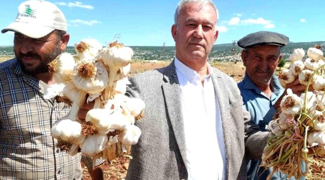 AB tescilli Araban sarımsağının hasadı başladı