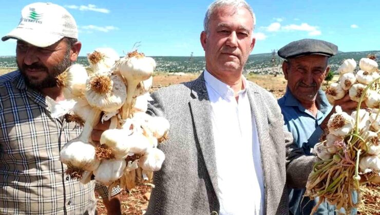 AB tescilli Araban sarımsağının hasadı başladı