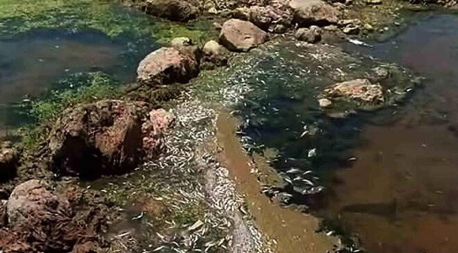 Araban Karasu Çayı’nda tedirgin eden toplu balık ölümleri