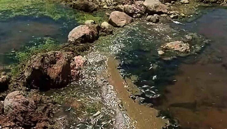 Araban Karasu Çayı’nda tedirgin eden toplu balık ölümleri