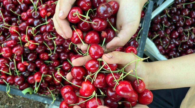 Gaziantep’te önce kuraklık sonra fırtınadan etkilenen kiraz, ihraç edilemeyecek