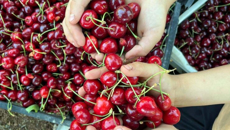 Gaziantep’te önce kuraklık sonra fırtınadan etkilenen kiraz, ihraç edilemeyecek