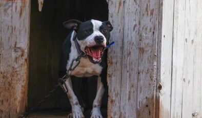 Küçük Asiye’yi yaralayan pitbull silah sayıldı