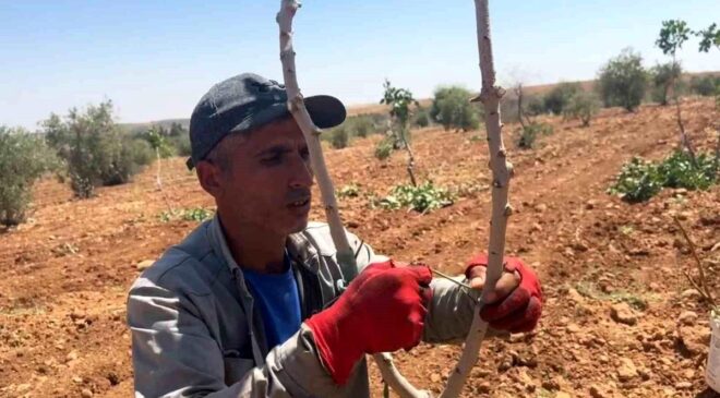 Şanlıurfa’da fıstık aşılama dönemi başladı