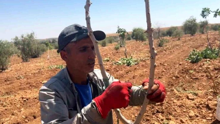 Şanlıurfa’da fıstık aşılama dönemi başladı