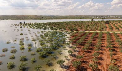 Su altında kalan fıstık bahçeleri dronla görüntülendi