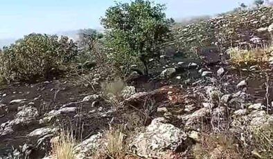 Araban’da fıstıklık ve otluk alanda yangın