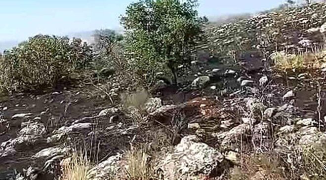 Araban’da fıstıklık ve otluk alanda yangın