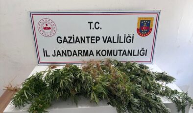 Gaziantep’te kenevir ekimine yönelik operasyonda 8 şüpheli hakkında adli işlem yapıldı