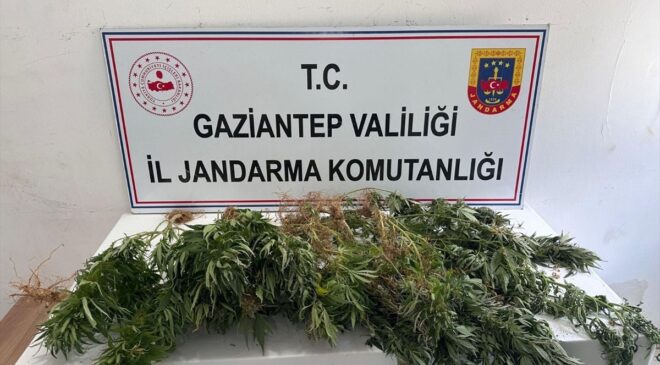 Gaziantep’te kenevir ekimine yönelik operasyonda 8 şüpheli hakkında adli işlem yapıldı