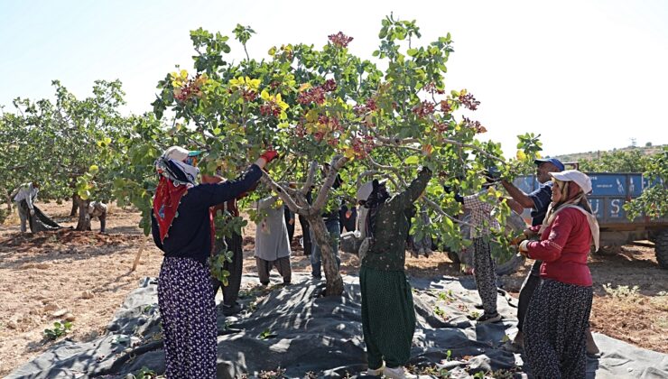 Antep Fıstığı Hasadı Sırasında Üreticiler Düşük Fiyatlardan Şikayetçi